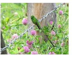 綠帶尾蜂鳥 綠帶尾蜂鳥