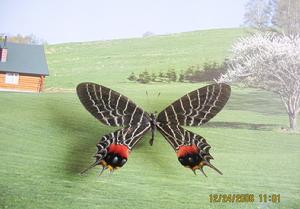 多尾褐鳳蝶