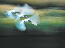 王克舉[中國扎龍夢鶴苑鶴類保護宣教中心主任]