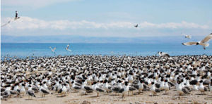 青海鳥島自然保護區 青海鳥島自然保護區