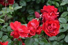 撒喲啦啦（再見）