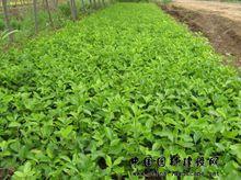 扶芳藤[扶芳藤]