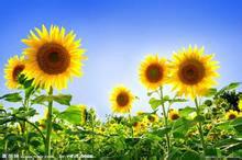 幸運花[血型幸運花]