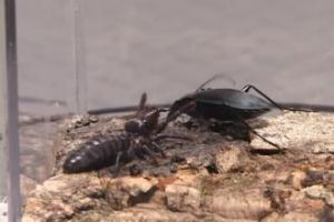 避日蟲科 避日蟲科