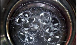 活化石”桃花水母