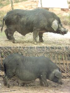 武夷黑豬 武夷黑豬