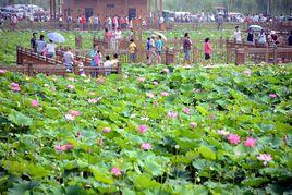 平樂村[廣東湛江市下轄村]