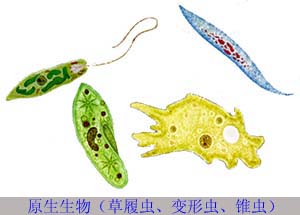 原生動物亞界 原生動物亞界