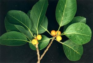 橢圓形葉 橢圓形葉