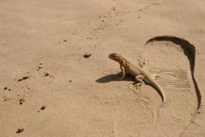 貴南沙蜥 貴南沙蜥
