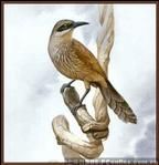 北島垂耳鴉 北島垂耳鴉