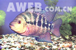 （圖）七間虎皇