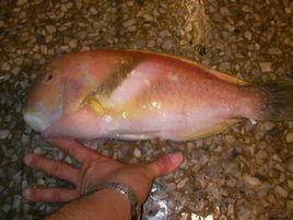 洛神頸鰭魚 洛神頸鰭魚