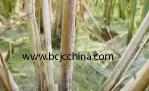 水稻細菌性基腐病