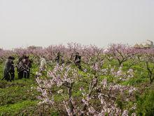 5德桃花源旅遊區