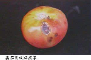 番茄圓紋病 番茄圓紋病