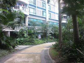 白天鵝花園 白天鵝花園