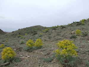 新疆阿魏 新疆阿魏