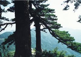 岐山森林公園 岐山森林公園