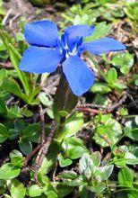 春花龍膽(Gentiana verna)