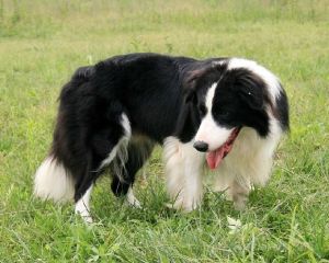邊境柯利牧羊犬 邊境柯利牧羊犬
