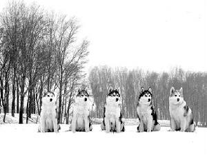 西伯利亞雪撬犬