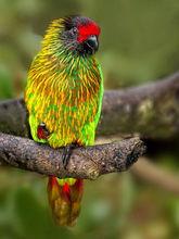 黃紋綠吸蜜鸚鵡