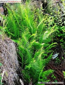 大金錢草[中藥]