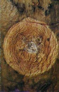 南瓜青黴病 南瓜青黴病