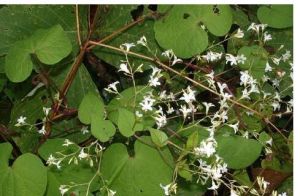 毛葉飛蛾藤 毛葉飛蛾藤