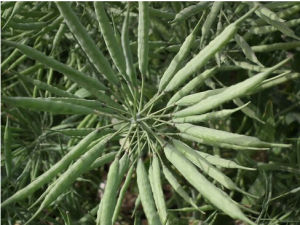 亞科油58 亞科油58