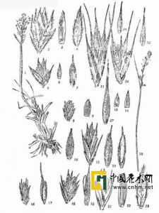 黑藥鵝觀草 黑藥鵝觀草