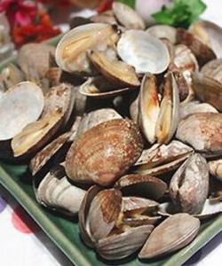 海南阿布蛤 海南阿布蛤