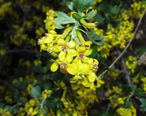 黃莖小檗 黃莖小檗