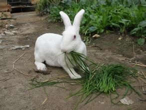 齊興肉兔 齊興肉兔