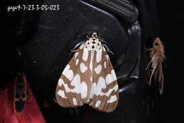 大花斑蝶燈蛾 大花斑蝶燈蛾