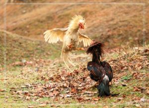 鬥雞博弈 鬥雞博弈