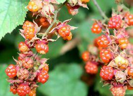 高粱泡[高粱泡]