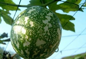 馬山栝樓 馬山栝樓