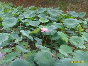 牛田自然村自然資源－經濟作物