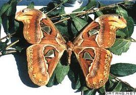 大蠶蛾科 大蠶蛾科