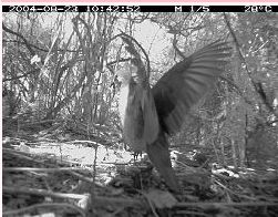 格瑞那達棕翅鳩