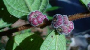 圓果算盤子 圓果算盤子