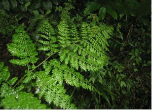 灰脈複葉耳蕨 灰脈複葉耳蕨