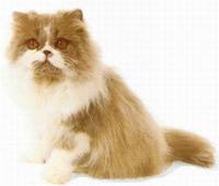 淡紫色白色貓 淡紫色白色貓