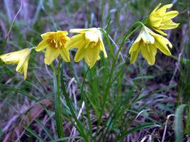 布里斯班[百合屬栽培品種]