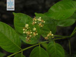 灰毛漿果楝 灰毛漿果楝