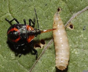 叉角厲椿象 叉角厲椿象