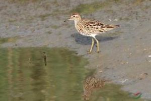 十斑銼齒鱂 十斑銼齒鱂