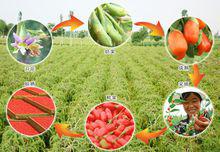 枸杞子[枸杞子]